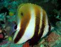 Photo Marine Fish (Sea Water) Orange-Banded Coralfish 