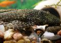 Акваріумні Рибки Анциструс Темний, Ancistrus cirrhosus Плямистий Фото