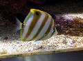 Photo Marine Fish (Sea Water) Sixspine Butterflyfish 