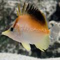 Photo Marine Fish (Sea Water) Longnose Atlantic Butterflyfish 