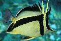 Photo Marine Fish (Sea Water) Scythe-mark butterflyfish 