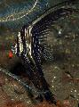 Akvariumas Žuvys Batavia Šikšnosparnių Žuvis, Platax batavianus dryžuotas Nuotrauka