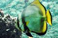 Photo Marine Fish (Sea Water) Round Batfish 
