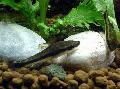 Photo Freshwater Fish Dwarf Otocinclus 