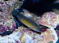 Photo Marine Fish (Sea Water) Blue-Line Dottyback 