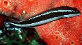 Aquarium Fishes Striped Dottyback Photo