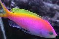 Aquarium Fish Pseudanthias Motley Photo