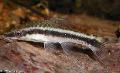 Photo Freshwater Fish Otocinclus vittatus 