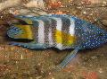 Photo Marine Fish (Sea Water) Paraplesiops 