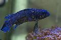 Aquarium Fishes Plesiops Photo