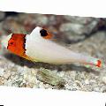 Bicolor parrot fish Photo