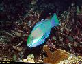 Photo Marine Fish (Sea Water) Bleekers parrotfish, Green parrotfish 