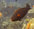 Photo Marine Fish (Sea Water) Dusky parrotfish 