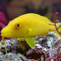 Aquarium Fische Goldsaddle Meerbarbe (Gelbe Meerbarbe) Foto