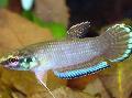 Photo Freshwater Fish Betta picta 