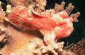  Painted Anglerfish (Painted frogfish) Photo