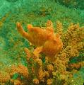 Freckled frogfish, Antennarius coccineus Spotted Photo