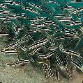 Photo Marine Fish (Sea Water) Coral Catfish 