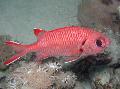 Photo Marine Fish (Sea Water) White-edged (Blotcheye Soldierfish) 