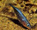 Photo Freshwater Fish Three-spined Stickleback 
