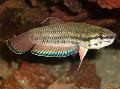Photo Freshwater Fish Betta taeniata 