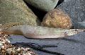 Photo Freshwater Fish Spiney Eel 