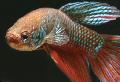 Photo Freshwater Fish Betta smaragdina 