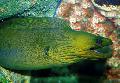 Photo Marine Fish (Sea Water) Green Eel 