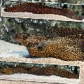 Aquarium Fishes Jeweled Moray Eel  Photo