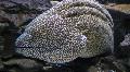 Photo Marine Fish (Sea Water) Tessalata Eel 