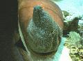 აკვარიუმის თევზი Tessalata Eel, Gymnothorax favagineus მყივანი სურათი