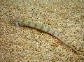 Photo Marine Fish (Sea Water) Filamented Sand Eel Diver (Spotted Sand Diver) 