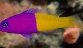 Photo Marine Fish (Sea Water) Bicolor Dottyback 