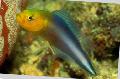 Aquarium Fishes Double Striped Dottyback  Photo
