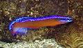 Aquarium Fishes Neon Dottyback  Photo