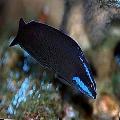 Aquarium Fishes Springeri Dottyback Photo