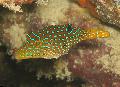 Photo Marine Fish (Sea Water) Papuan Toby Puffer 