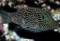 Aquarium Fishes Honeycomb Puffer Photo