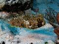 Photo Marine Fish (Sea Water) Web Burrfish 