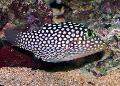 Photo Marine Fish (Sea Water) Spotted Puffer (Hawaiian White Spotted Toby) 