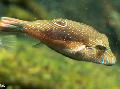 Aquarium Fishes Bennett's Sharpnose Puffer  Photo