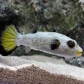 Aquarium Fische Immaculatus Puffer  Foto