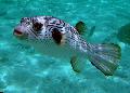 Photo Marine Fish (Sea Water) Narrow-Lined Puffer 