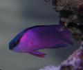 Photo Marine Fish (Sea Water) Black Cap Basslet 