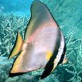 Akvārija Zivis Pinnatus Batfish, Platax pinnatus svītrains Foto