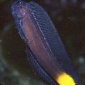 Photo Marine Fish (Sea Water) Black Combtooth Blenny 