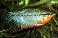 Photo Freshwater Fish Pearl Gourami 