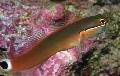 Photo Marine Fish (Sea Water) Tail Spot Blenny 