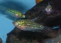 Aquarium Fishes Sparkling Gourami, Pygmy Gourami Photo