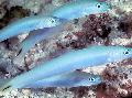 Foto Meeresfische (Meerwasser) Blau Gründling Dartfish 